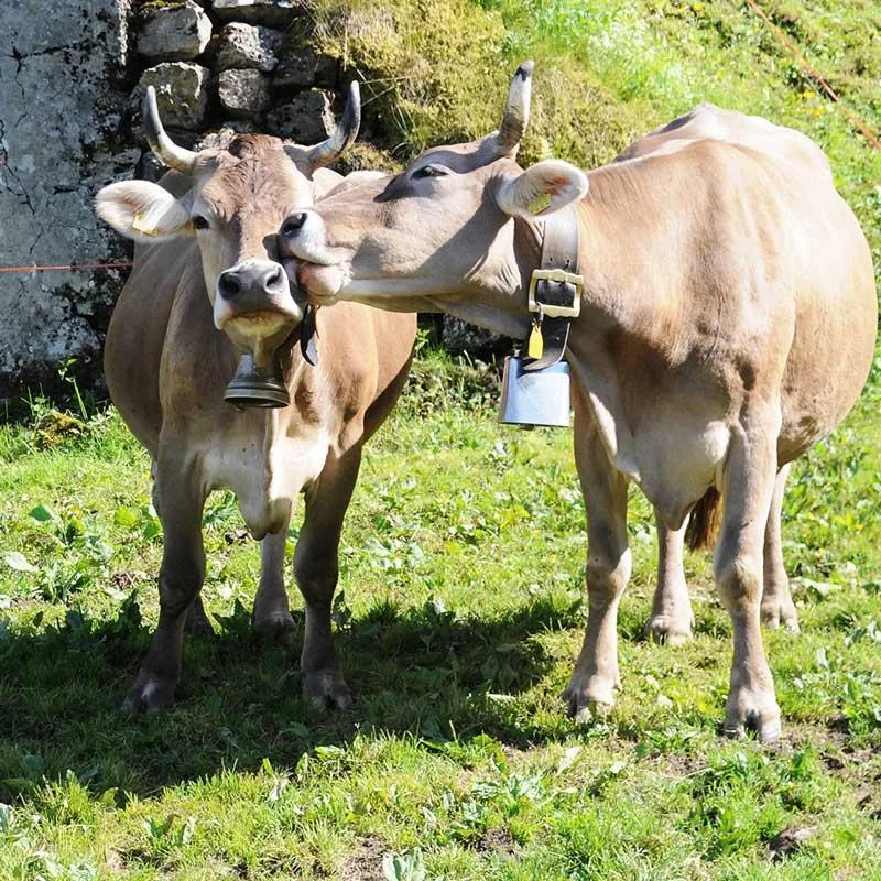 Kor i Gruyère Alpage-miljö