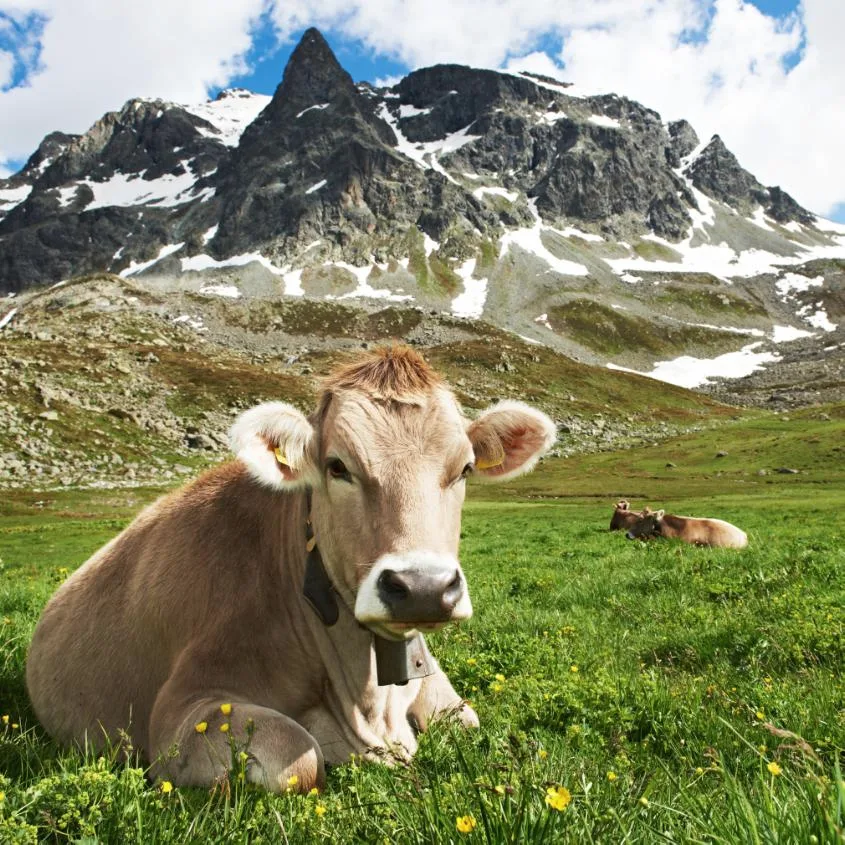 Ko på alpbete i Schweiz